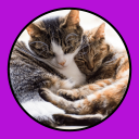 Télécharger  Katzen Clicker Training Light