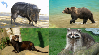 Télécharger Animaux pour les Enfants Apprendre pour Android Capture d'écran 6