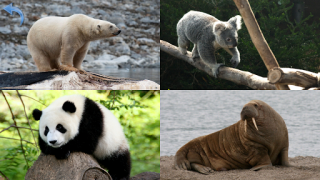 Télécharger Animaux pour les Enfants Apprendre pour Android Capture d'écran 7