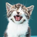 Télécharger  Des sons de chats