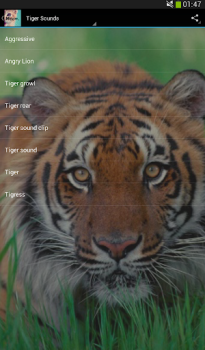 Télécharger Des sons de chats Musique et audio pour Android Capture d'écran 3