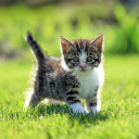 Télécharger  Cat Live Wallpaper