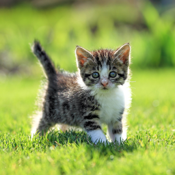 Logo Cat Live Wallpaper