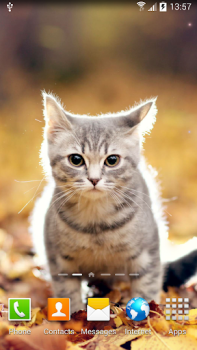 Télécharger Cat Live Wallpaper Personnalisation pour Android