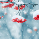 Télécharger  Beautiful Winter Live Wallpape