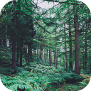 Télécharger  Forest Wallpapers HD (backgrounds & themes)