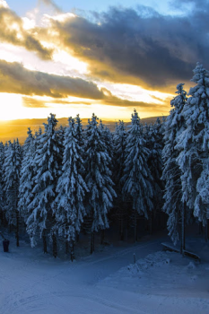 Télécharger Forest Wallpapers HD (backgrounds & themes) Personnalisation pour Android Capture d'écran 2