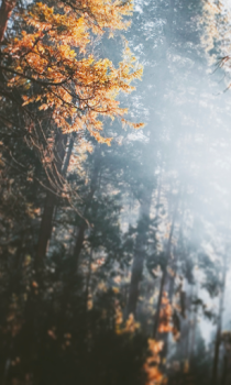 Télécharger Forest Wallpapers HD (backgrounds & themes) Personnalisation pour Android Capture d'écran 3