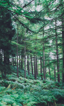 Télécharger Forest Wallpapers HD (backgrounds & themes) Personnalisation pour Android Capture d'écran 4