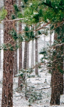 Télécharger Forest Wallpapers HD (backgrounds & themes) Personnalisation pour Android Capture d'écran 5