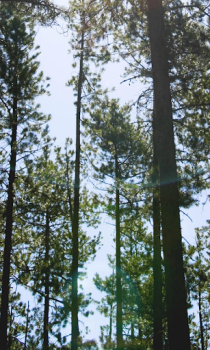 Télécharger Forest Wallpapers HD (backgrounds & themes) Personnalisation pour Android Capture d'écran 6