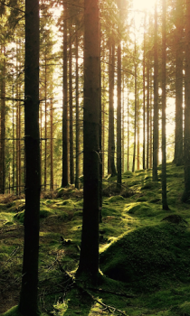 Télécharger Forest Wallpapers HD (backgrounds & themes) Personnalisation pour Android Capture d'écran 7