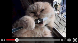 Télécharger Funny Animal Videos: Cats Dogs Divertissement pour Android