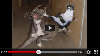 Télécharger Funny Animal Videos: Cats Dogs Divertissement pour Android Capture d'écran 2