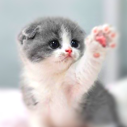 Logo Chat Fonds d'écran HD Mignon