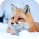 Télécharger  Fox Wallpaper HD: backgrounds & themes