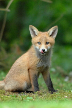 Télécharger Fox Wallpaper HD: backgrounds & themes Personnalisation pour Android Capture d'écran 2