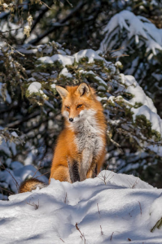 Télécharger Fox Wallpaper HD: backgrounds & themes Personnalisation pour Android Capture d'écran 3