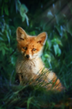 Télécharger Fox Wallpaper HD: backgrounds & themes Personnalisation pour Android Capture d'écran 4