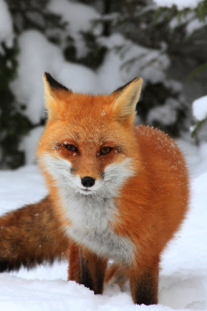Télécharger Fox Wallpaper HD: backgrounds & themes Personnalisation pour Android Capture d'écran 5