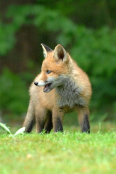 Télécharger Fox Wallpaper HD: backgrounds & themes Personnalisation pour Android Capture d'écran 6