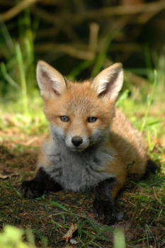 Télécharger Fox Wallpaper HD: backgrounds & themes Personnalisation pour Android Capture d'écran 7