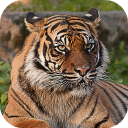 Télécharger  Tiger Wallpapers HD (backgrounds & themes)
