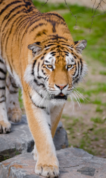 Télécharger Tiger Wallpapers HD (backgrounds & themes) Personnalisation pour Android Capture d'écran 2