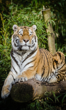 Télécharger Tiger Wallpapers HD (backgrounds & themes) Personnalisation pour Android Capture d'écran 3
