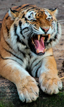 Télécharger Tiger Wallpapers HD (backgrounds & themes) Personnalisation pour Android Capture d'écran 4