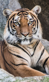 Télécharger Tiger Wallpapers HD (backgrounds & themes) Personnalisation pour Android Capture d'écran 5