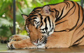Télécharger Tiger Wallpapers HD (backgrounds & themes) Personnalisation pour Android Capture d'écran 6