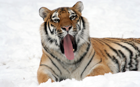 Télécharger Tiger Wallpapers HD (backgrounds & themes) Personnalisation pour Android Capture d'écran 7