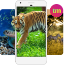 Télécharger  Fond D'écran Animaux