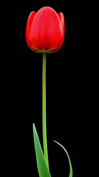 Télécharger Dark Theme Wallpapers - Dark B Personnalisation pour Android Capture d'écran 4