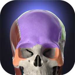 Logo Anatomyka - 3D Anatomy Atlas
