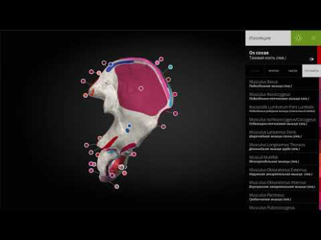 Télécharger Anatomyka - 3D Anatomy Atlas Médecine pour Android Capture d'écran 8