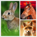 Télécharger  Animals LIve Wallpaper