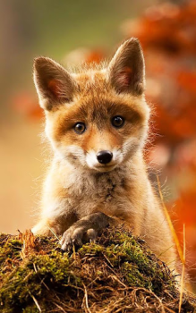 Télécharger Animals LIve Wallpaper Personnalisation pour Android Capture d'écran 2