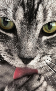 Télécharger Animals LIve Wallpaper Personnalisation pour Android Capture d'écran 3