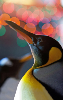 Télécharger Animals LIve Wallpaper Personnalisation pour Android Capture d'écran 6
