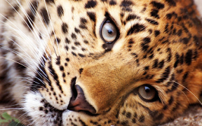 Télécharger Animals LIve Wallpaper Personnalisation pour Android Capture d'écran 7