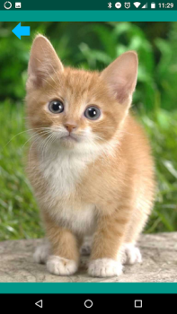 Télécharger Des sons d'animaux. Divertissement pour Android Capture d'écran 3