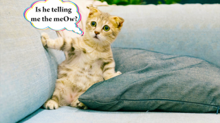 Télécharger Cat translator. Cat sounds. Meow joke Divertissement pour Android Capture d'écran 2