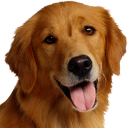 Télécharger  Dog Breeds