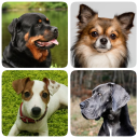 Télécharger  Races de chiens - Quiz!