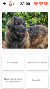 Races de chiens - Quiz!