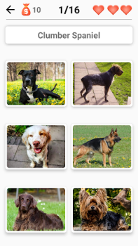 Races de chiens - Quiz!