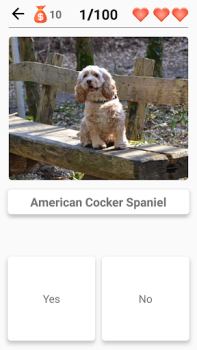 Races de chiens - Quiz!