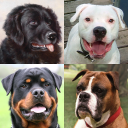 Télécharger  Chiens - Quiz sur les races